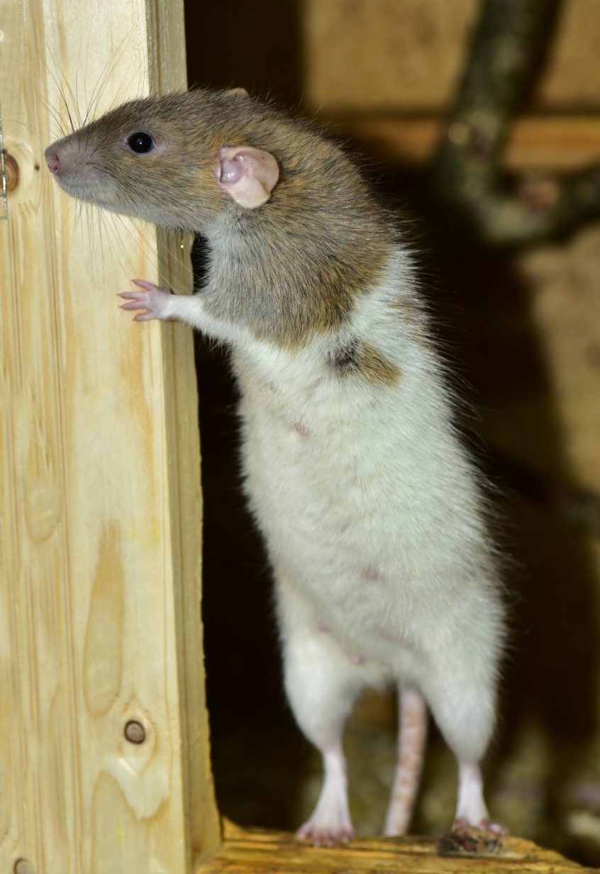 Rats In Attic - Wildlife Removal Services of South Florida