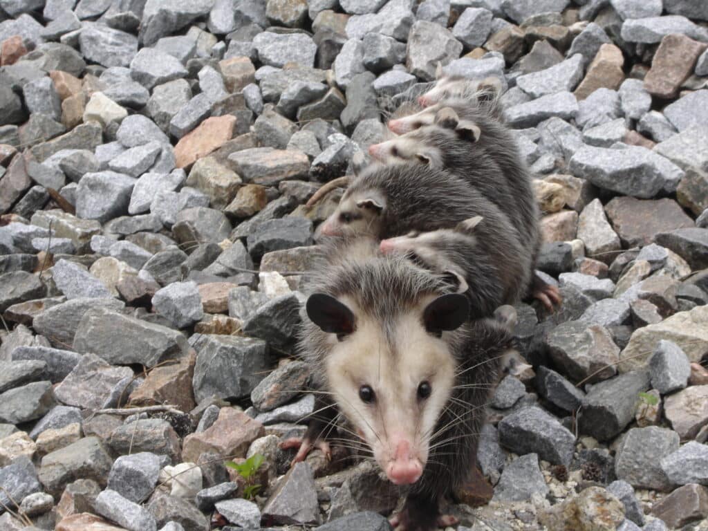 opossum_removal - Wildlife Removal Services of South Florida