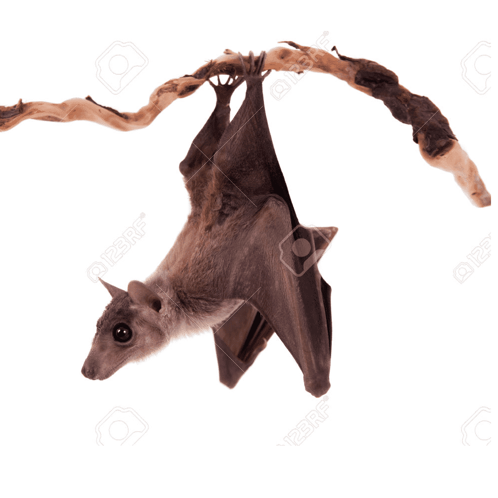 bat removal by wildlife removal services in boca raton florida