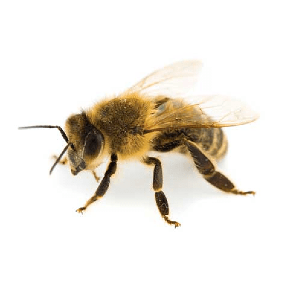 bee removal by wildlife removal services in boca raton florida