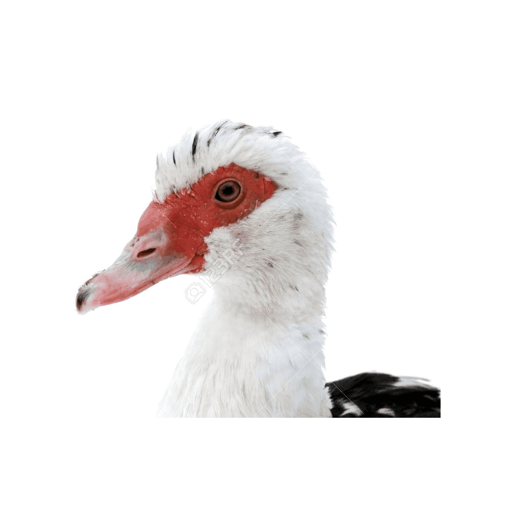 duck removal by wildlife removal services in boca raton florida