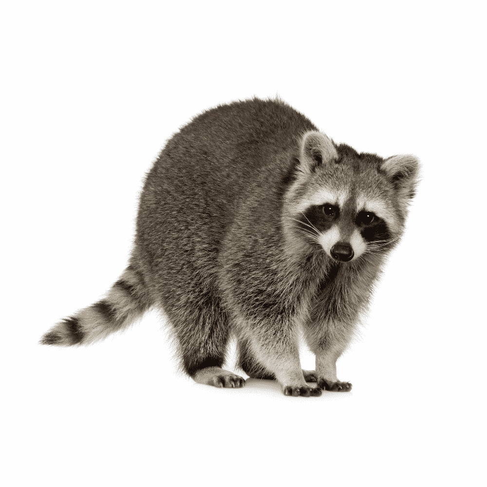 raccoon removal by wildlife removal services in boca raton florida