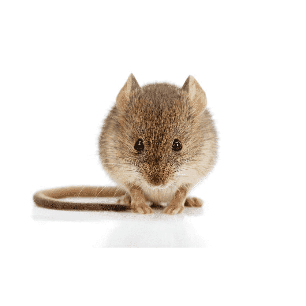 rat removal by wildlife removal services in boca raton florida