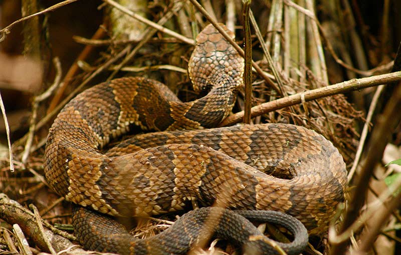 How Much Does Snake Removal Cost? - Wildlife Removal Services Of 