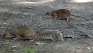 Squirrel Poop vs Rat Poop (2022) - Wildlife Removal Services of Florida