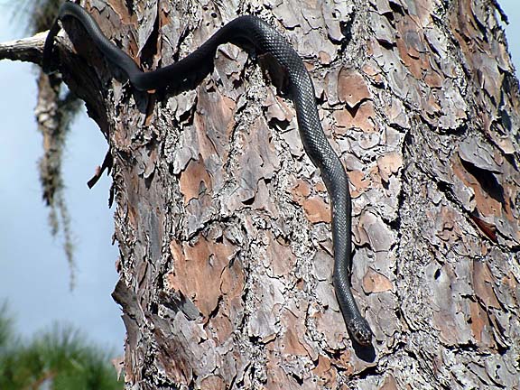How To Get Rid Of A Black Racer Snake Florida Wildlife Removal Services Of Florida