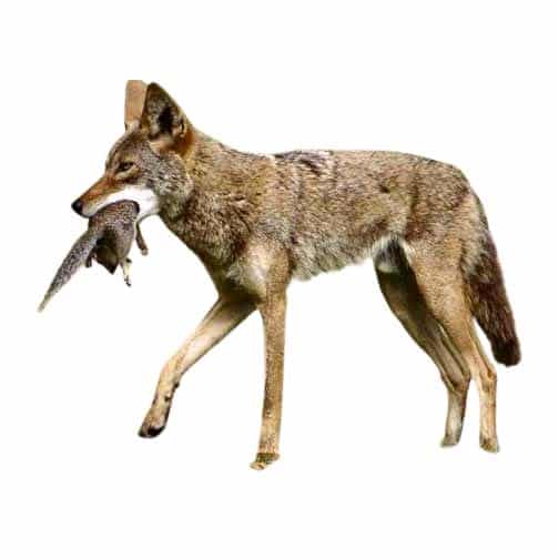 coyote removal by wildlife removal services in boca raton florida