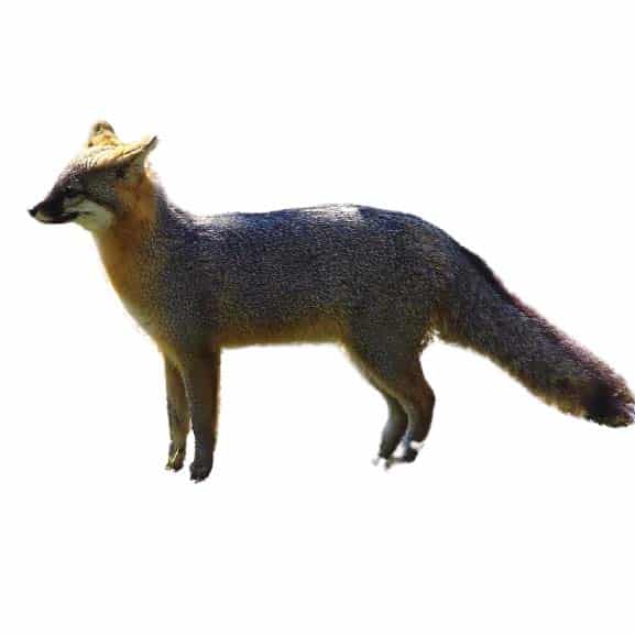 fox removal by wildlife removal services in boca raton florida