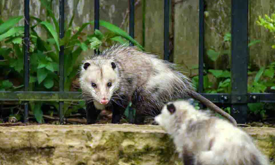 What is the best bait to trap a possum?