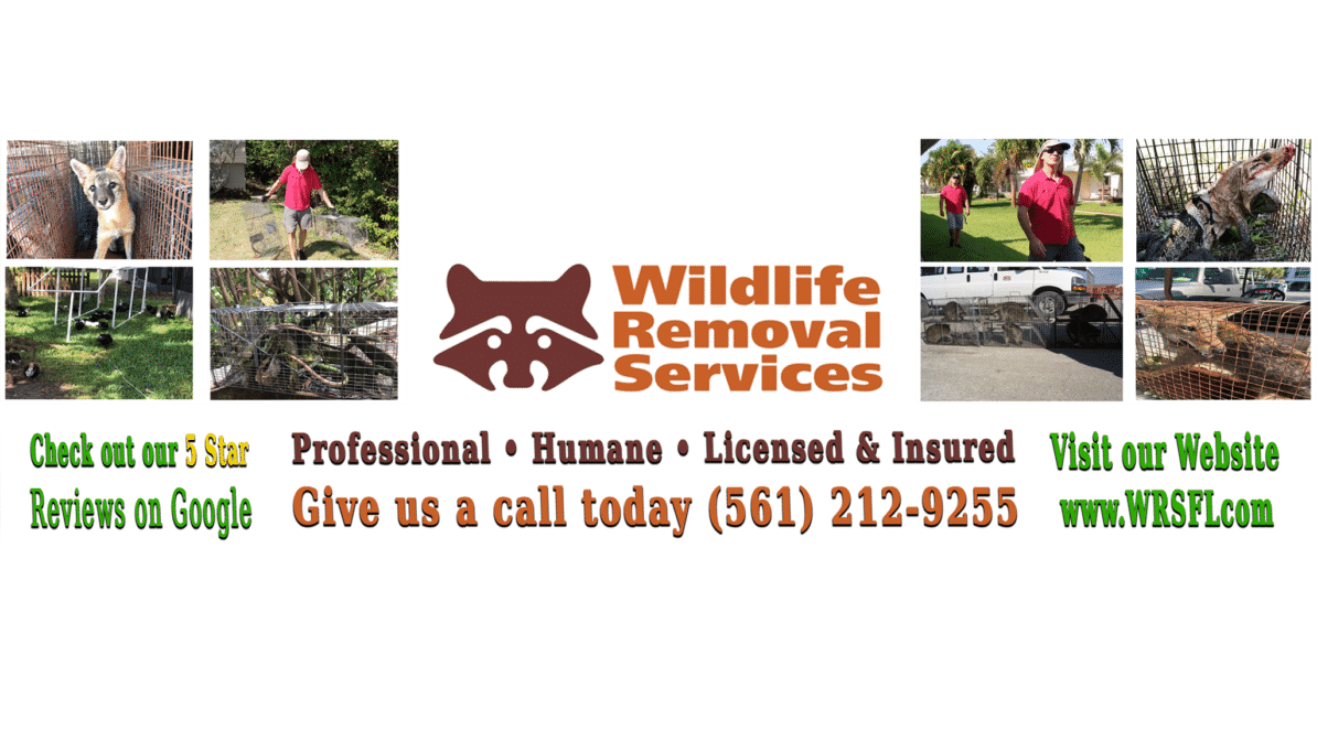 Contact Wildlife Removal Services Of Florida For Wildlife Trapping ...